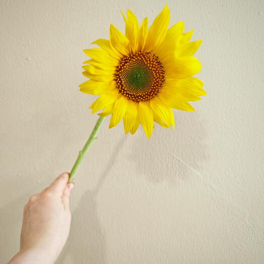 Подсолнух Россия 🌻