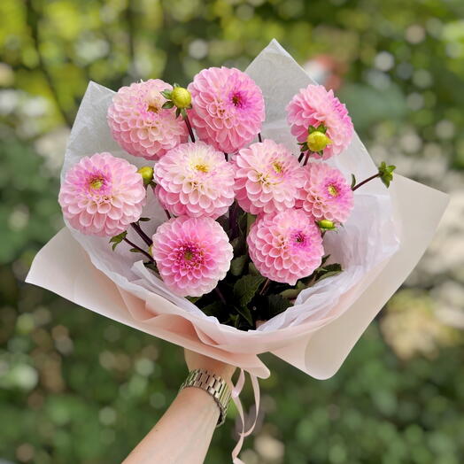 💗Идеальные Георгины. 9 Розовых крупных свежих бутонов