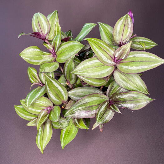 Традесканция пурпуза (Tradescantia zebrina Purpusii )