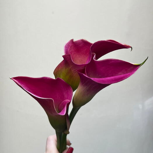 Каллы