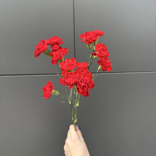 Красные кустовые диантусы 3 шт