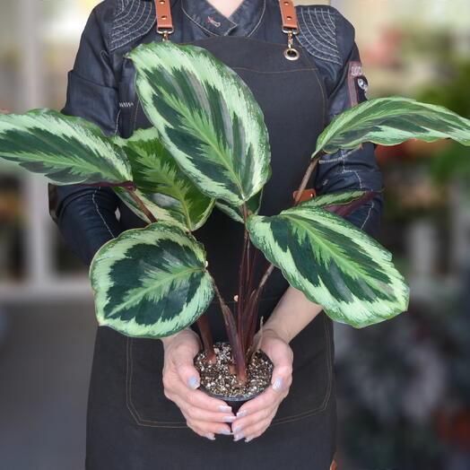 Калатея розеопикта (Calathea roseopicta)