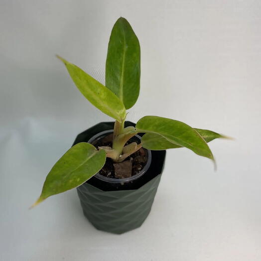 Филодендрон Калкинс Голд / Philodendron Calkins Gold