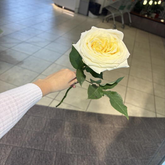 Роза канделайт
