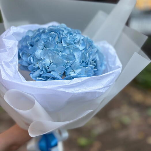 1 гортензия