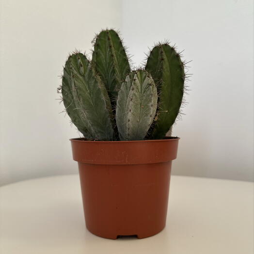 Polaskia chichipe – Sculptural Desert Cactus