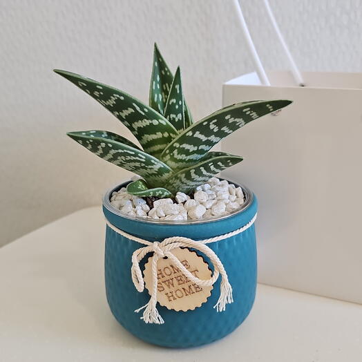 Суккулент в горшке Алоэ Тигровое экзотика
