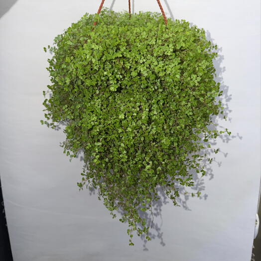 Солейролия (Хелксина) 🌿