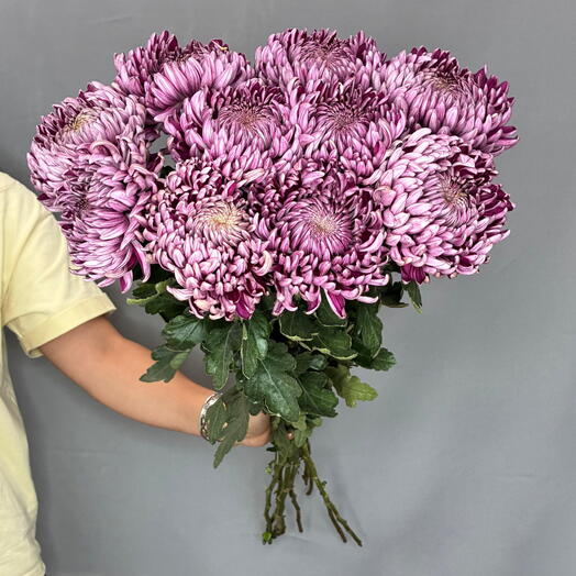 Пачка Хризантемы Bigoudi Purple (10 шт)