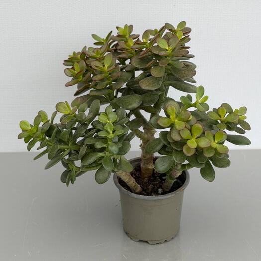 КРАССУЛА (CRASSULA)
OVATA MINOR