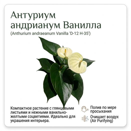 Антуриум андрианум Ванилла