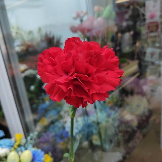 Red carnation