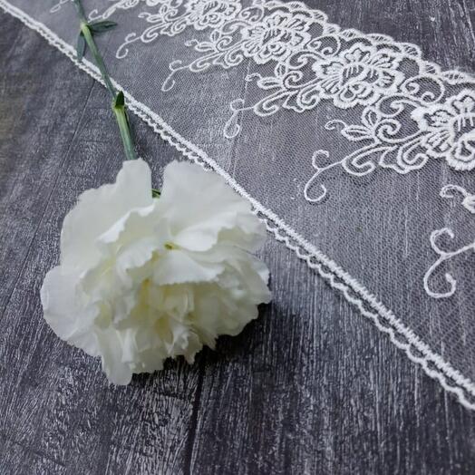 White Dianthus 
