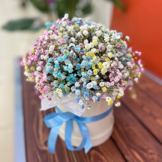 Aerial gypsophila in a box