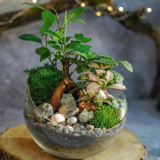 Hemisferio M con bonsai ficus ginseng-201