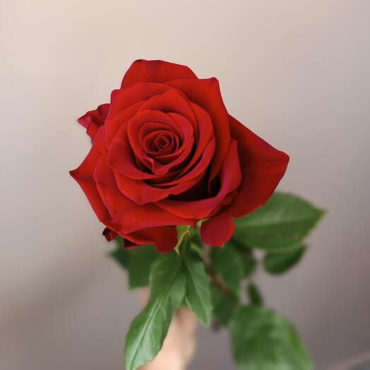 Red High Rose High 70 cm PREMIUM