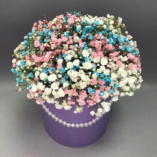 Gentle gypsophila