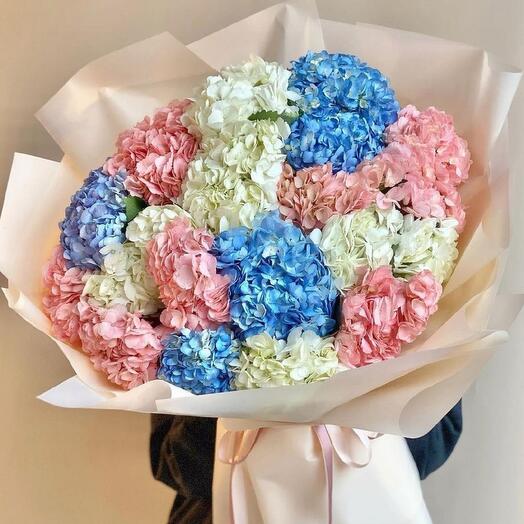 Hydrangea