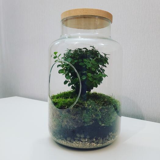 Экосистема с Мирсиной 🌱, Живые растения в Екатеринбурге, купить по цене ...