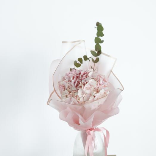 Hydrangea