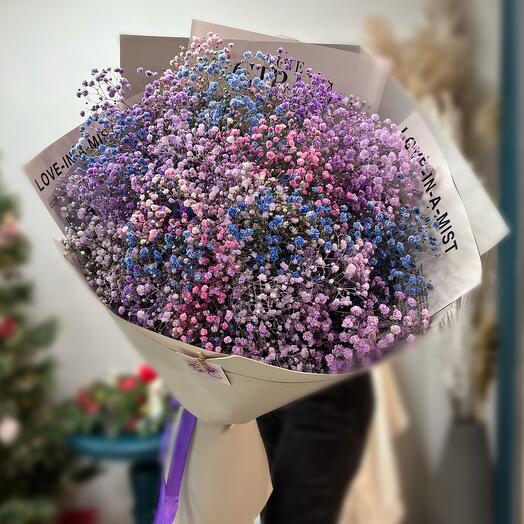 The giant of the rainbow gypsophila