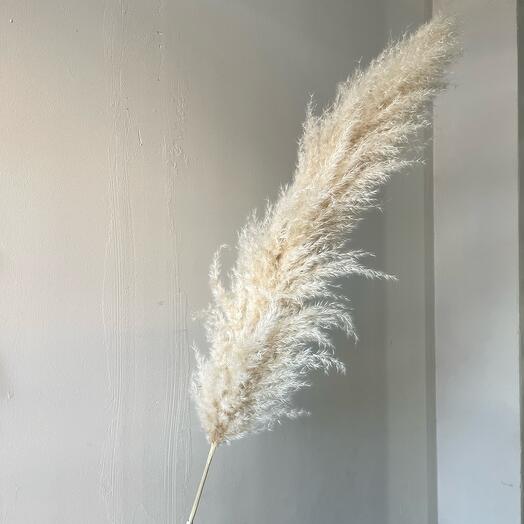 Кортадерия