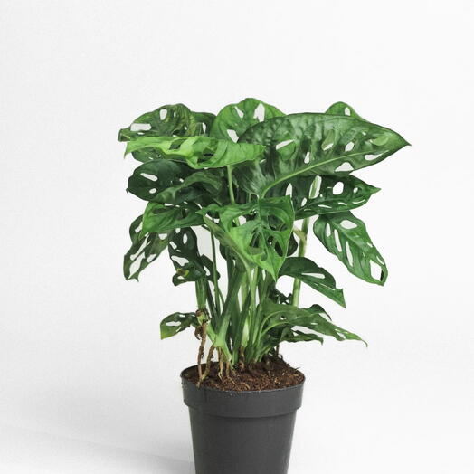 Monstera Indoor plant