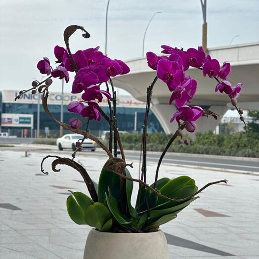 Orchid Plant Purple