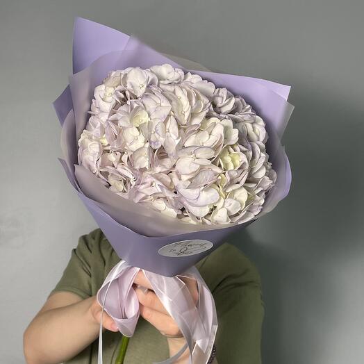 Purple Hydrangea