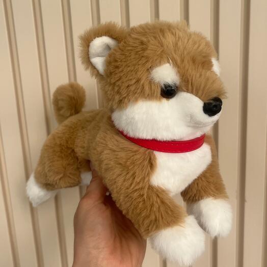 Рыжий щенок