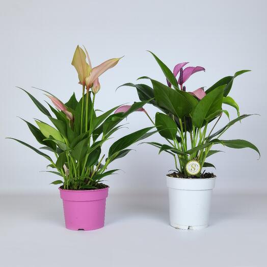 Anthurium Lily and Anthurium Zizu set, D-9