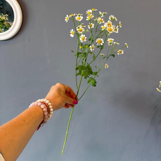 Chamomile, Matracaria, Tanacetum