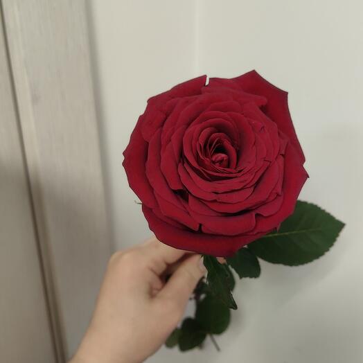 Rosa Explorer 60cm