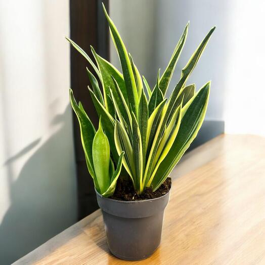 Sansevieria Laurentii: Elegancia y Resistencia