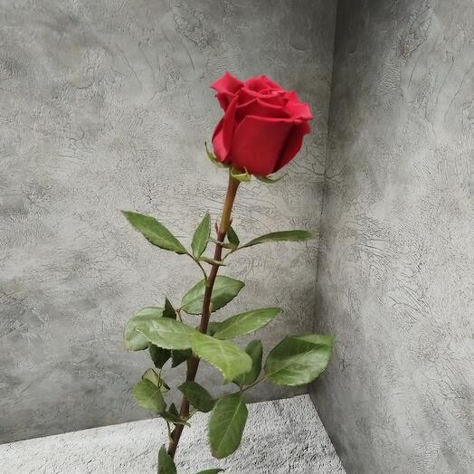 Rosa Explorer