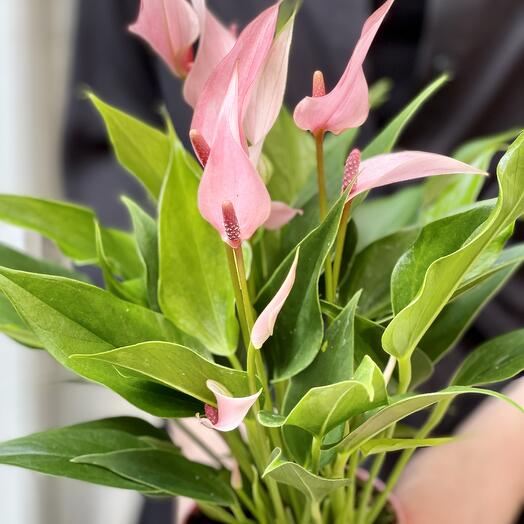 Антуриум Лилли (Anthurium Lilli) D9см