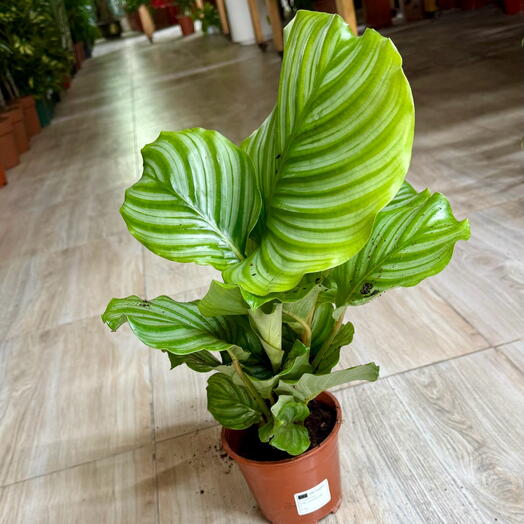 Calathea Orbifolia