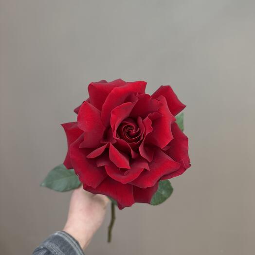 Французская Роза Эксплорер ♥️
