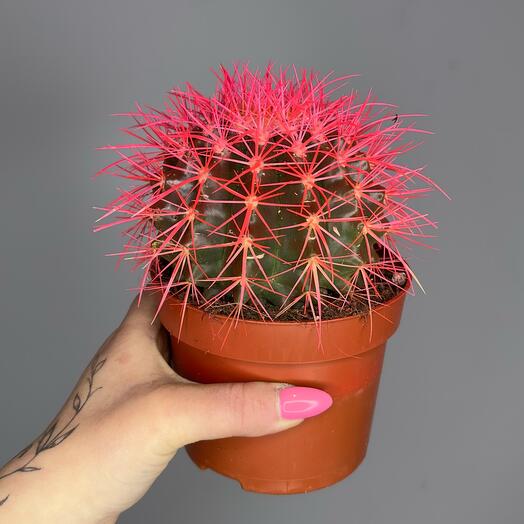 Розовый кактус