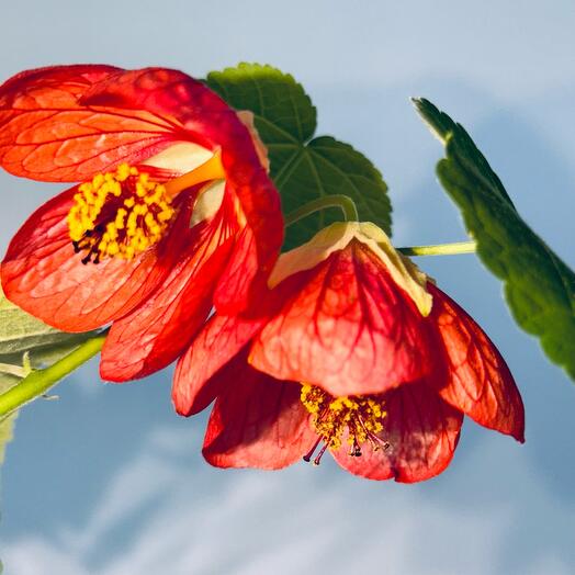 Абутилон Домашний Клён Abutilon, декоративно-цветущее растение, 60см, 1шт