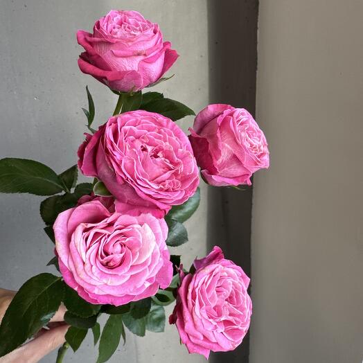 Rose bushy peony (lady bombastic)