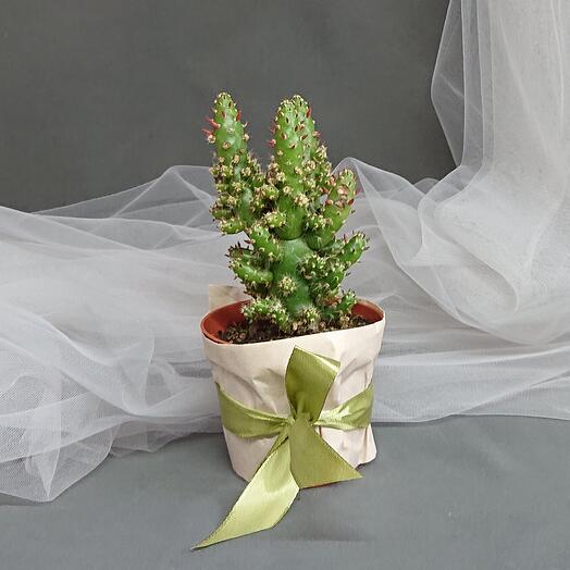 Кактус 🌵