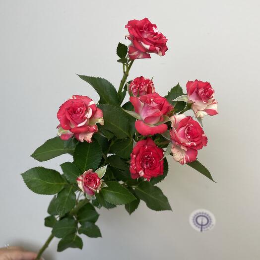 Роза Кущова строката