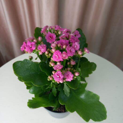 Каландива розовая