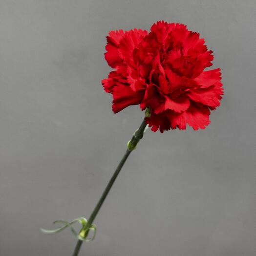 Товар 52 Гвоздика красная