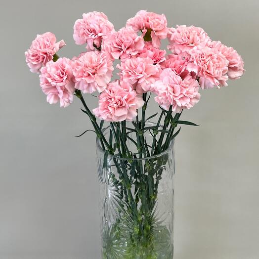Одноголовый диантус Romance, 15 шт
