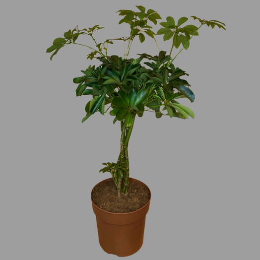 Planta de interior Schefflera