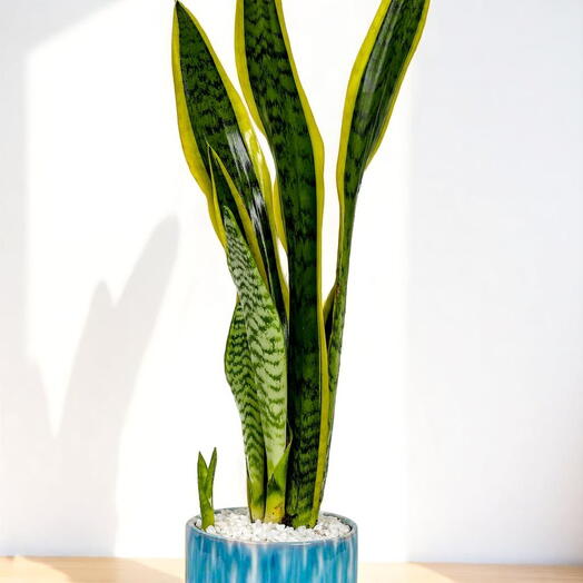 Sansevieria – designer ceramic pot