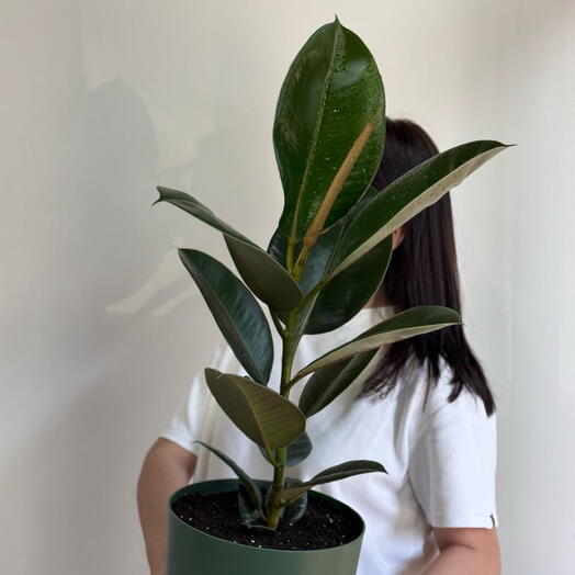 Фикус Робуста