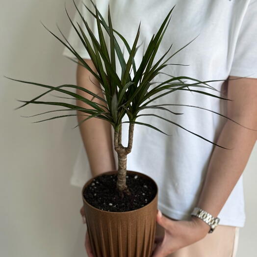 Драцена пересаженная в серое кашпо